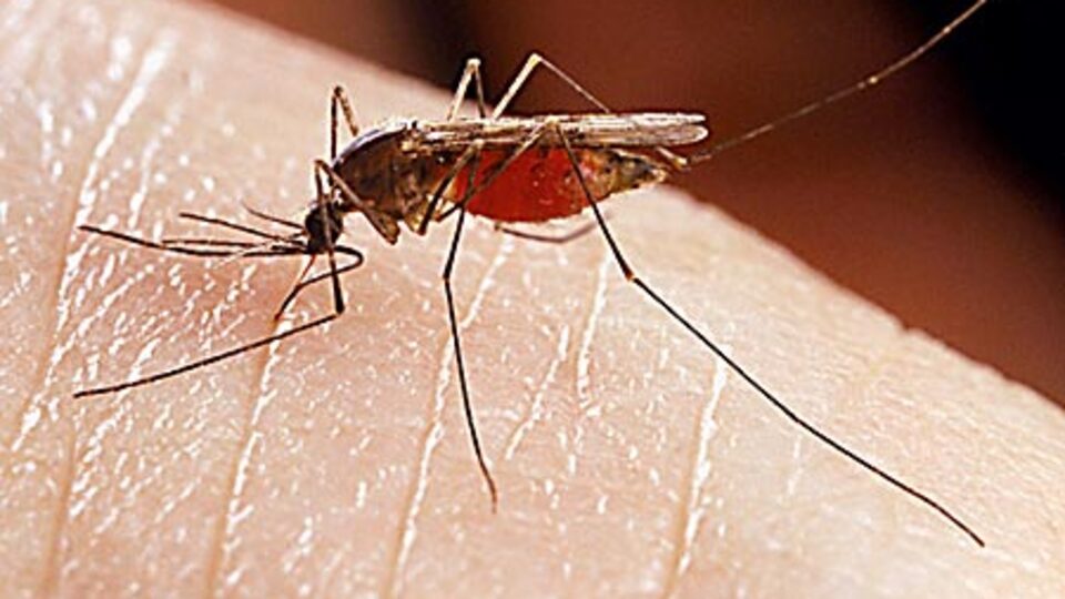 Bu ölümcül hastalığın ne tedavisi var ne de önleyici aşısı!