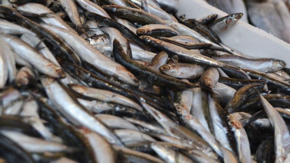 Tezgahlara "gürcü hamsisi" hakim oldu