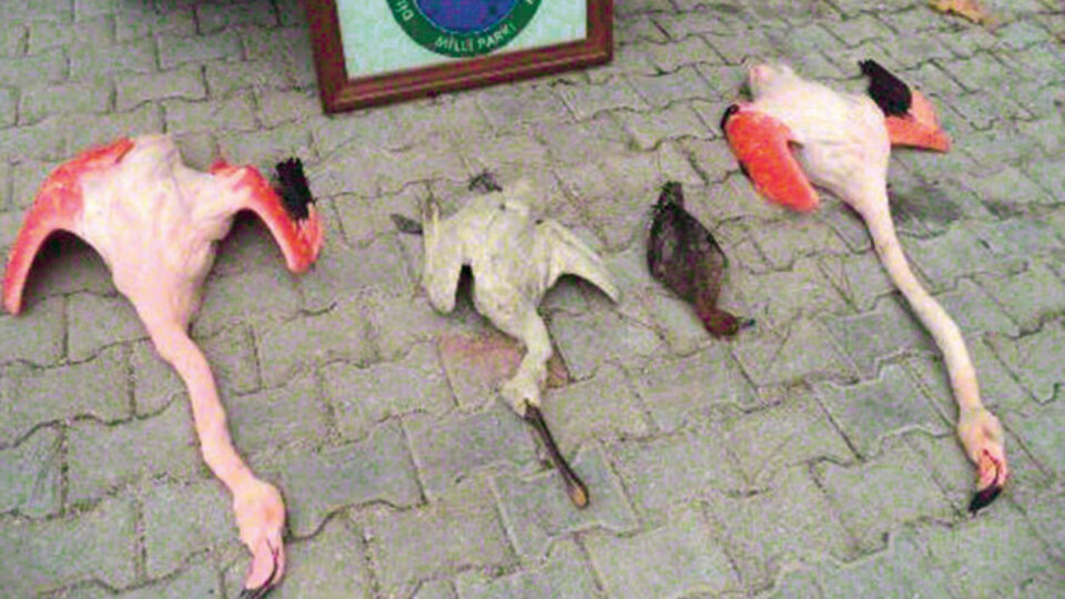Milli parkta flamingo avı