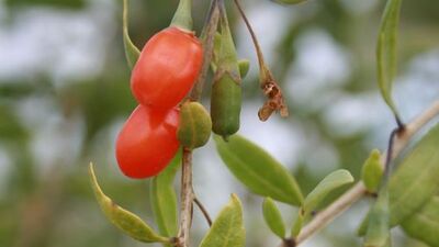 Son zamanların popüler meyvesi: Goji Berry!