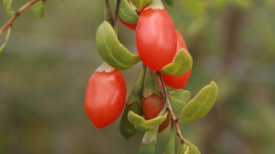 Son zamanların popüler meyvesi: Goji Berry!