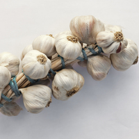 Sarımsağı çiğneyerek yerseniz...