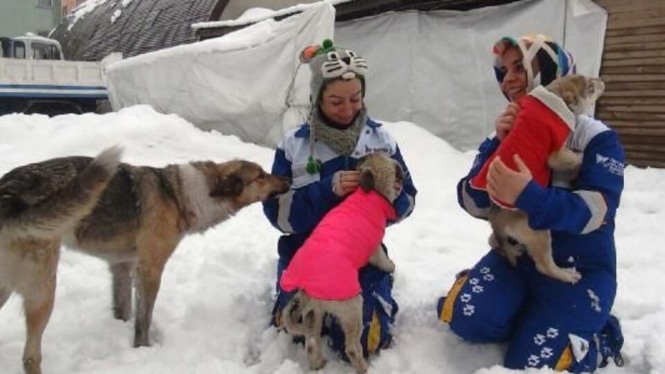 Almanya'dan Bitlis'teki köpeklere elbise