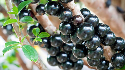 Ağaç gövdesinde bir meyve: Jabuticaba!