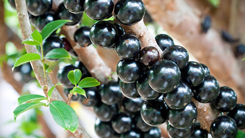 Ağaç gövdesinde bir meyve: Jabuticaba!