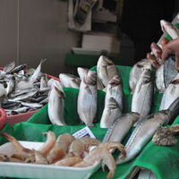 Balık azalınca fiyatlar tavan yaptı