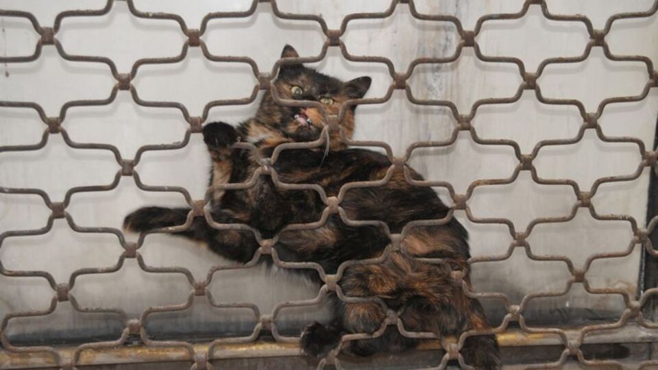 Onun için seferber oldular