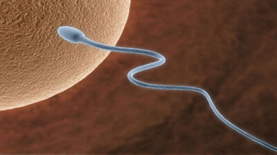 Tüp bebeğin tutup tutmayacağı testle anlaşılacak