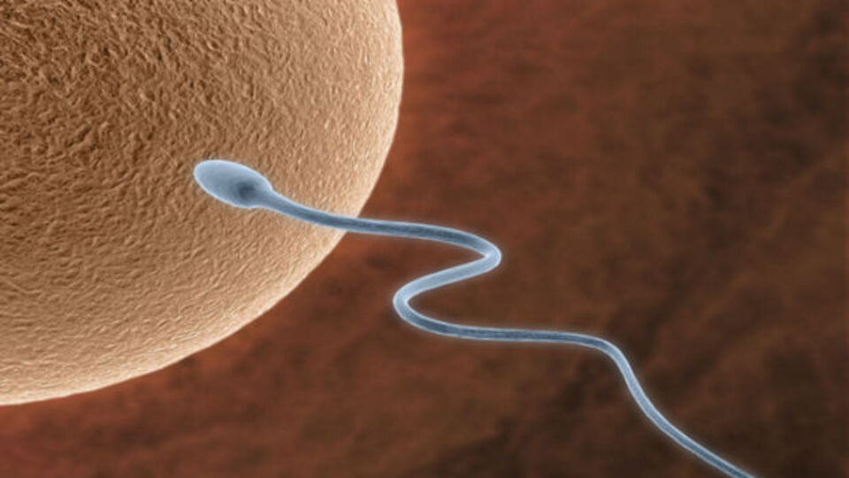 Tüp bebeğin tutup tutmayacağı testle anlaşılacak