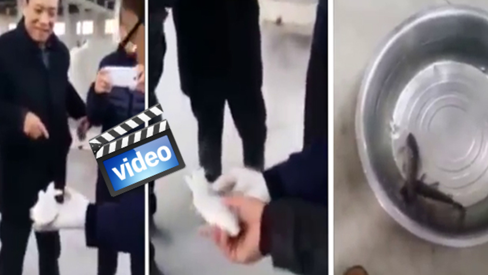 Donmuş balık canlandı!