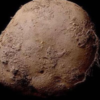 Bu patates 1 milyon euro!