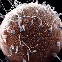 Tüp bebek tarih mi oluyor?