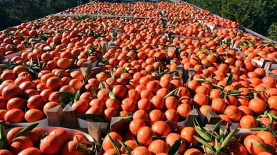 Rusya'nın almadığı portakallar ne oldu?