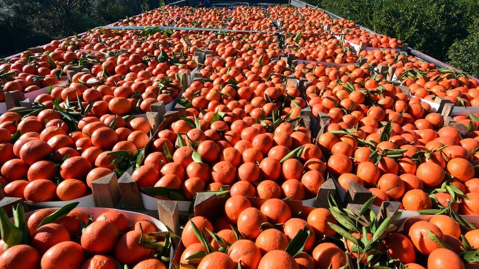 Rusya'nın almadığı portakallar ne oldu?