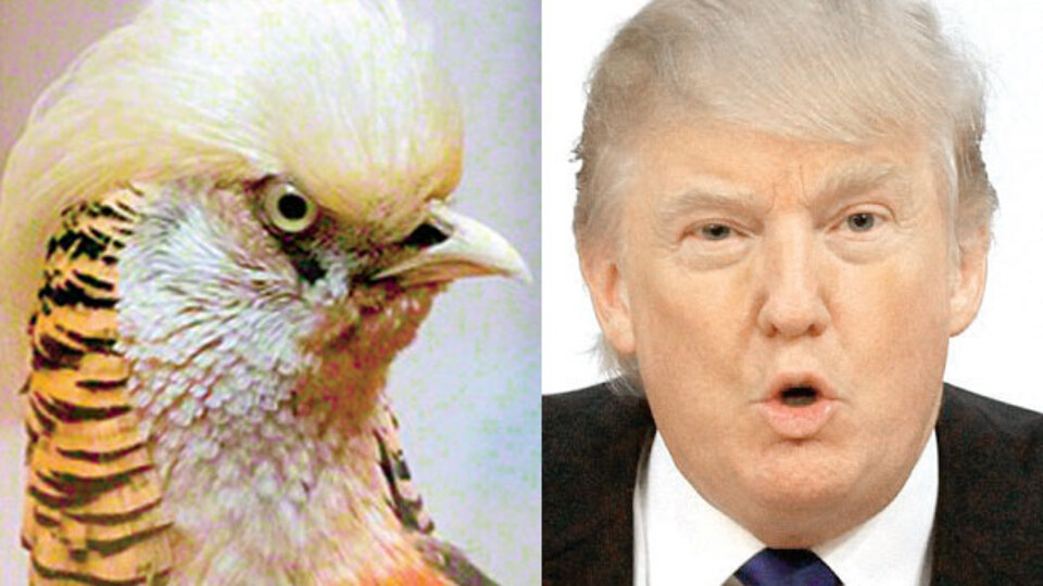 Bu benzerlik alay konusu oldu!