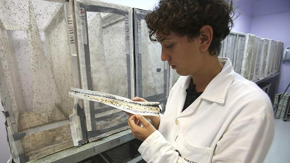 Zika virüsü için acil önlem çağrısı!