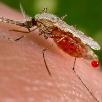 5 soruda dünyayı sarsan Zika virüsü!