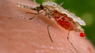 5 soruda dünyayı sarsan Zika virüsü!