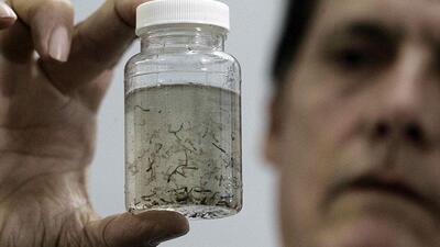 'Zika virüsü insanlara uyum sağlıyor'