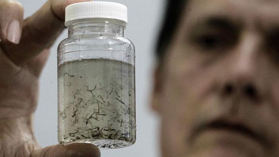 'Zika virüsü insanlara uyum sağlıyor'