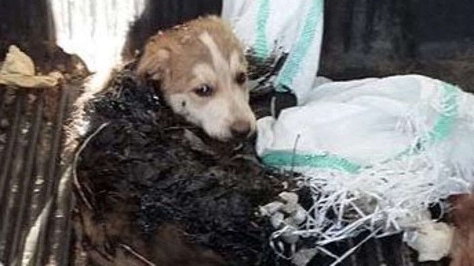 Köpeği kalbinden vurdu 'pişmanım' dedi!