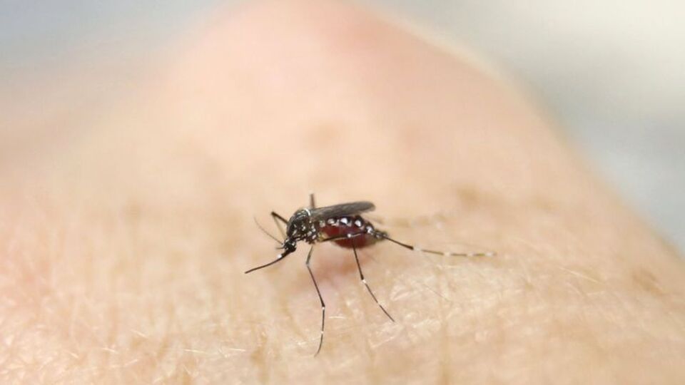 Bakanlıktan zika virüsü raporu!
