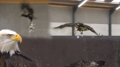 Drone avcısı kartal! Polisler eğitim veriyor!