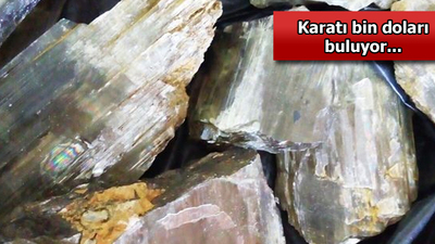 Dünyada sadece Milas'ta bulunuyor! Kaçırılırken yakalandı