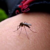 Zika virüsü o ülkeye de ulaştı!