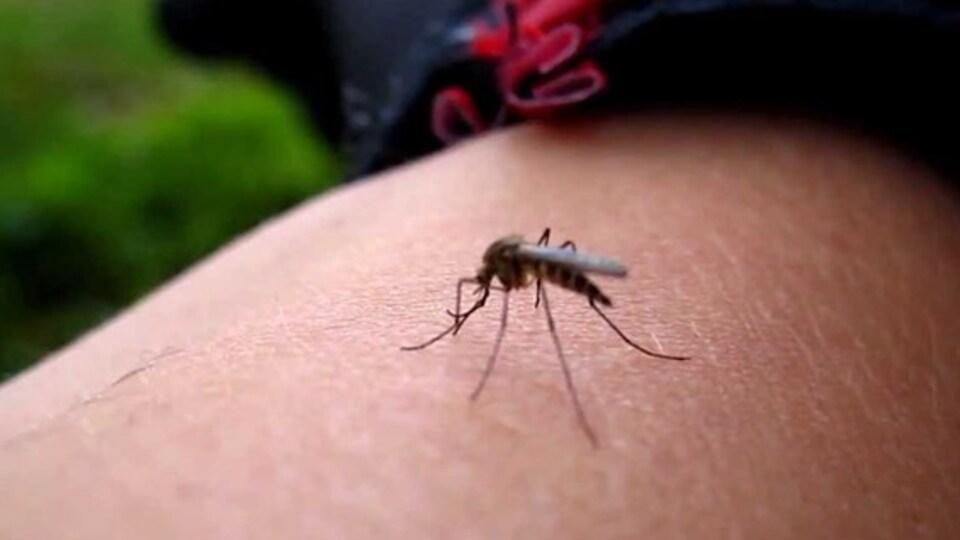 Zika virüsü o ülkeye de ulaştı!