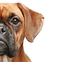 İnsanları köpekler mi yoksa kediler mi daha çok seviyor?