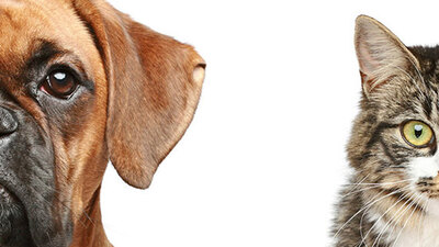 İnsanları köpekler mi yoksa kediler mi daha çok seviyor?