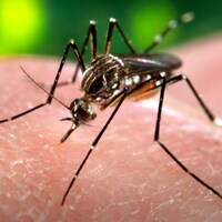 Avrupa Kıtası için ZİKA alarmı