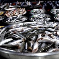 Hamsiden kötü haber!