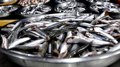 Hamsiden kötü haber!