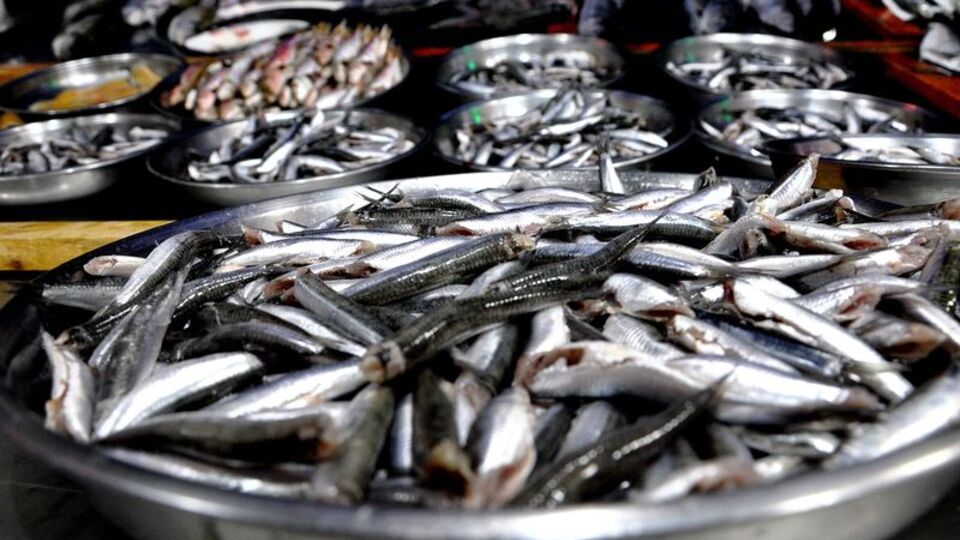 Hamsiden kötü haber!