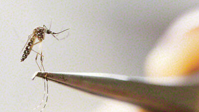 Zika'ya çözüm önerisi!