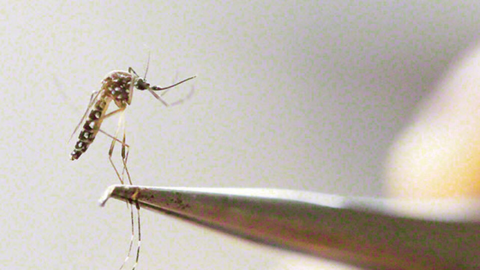 Zika'ya çözüm önerisi!