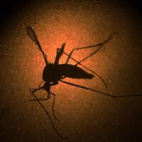 Zika virüsü bir ülkeyi daha sardı