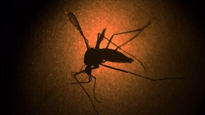 Zika virüsü bir ülkeyi daha sardı