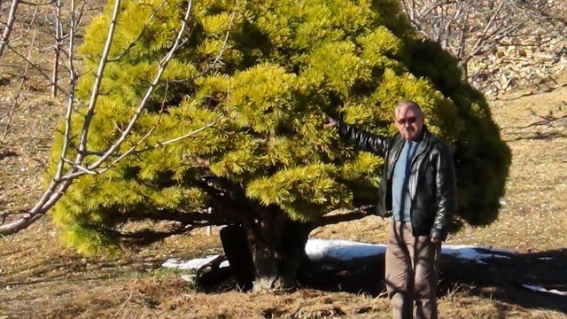 150 yaşındaki cüce çam görenleri şaşırtıyor