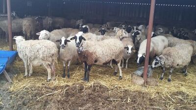 Vatandaş ucuz etin çözümünü buldu!