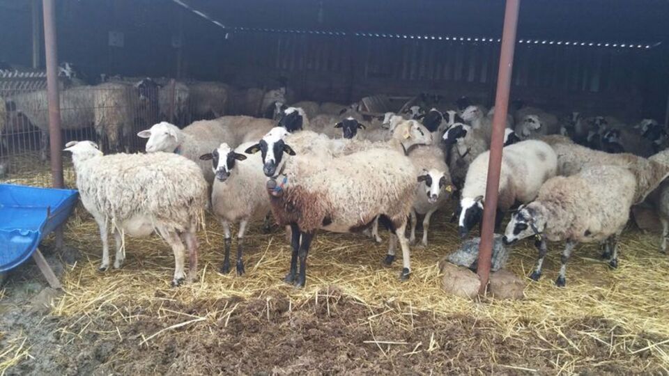 Vatandaş ucuz etin çözümünü buldu!