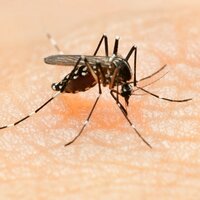 Zika virüsüne neden olan sinekler erkekleri ısırırsa...