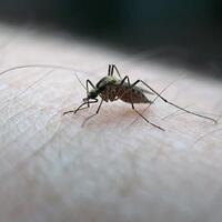 Kolombiya'da 3 binden fazla hamile Zika virüslü