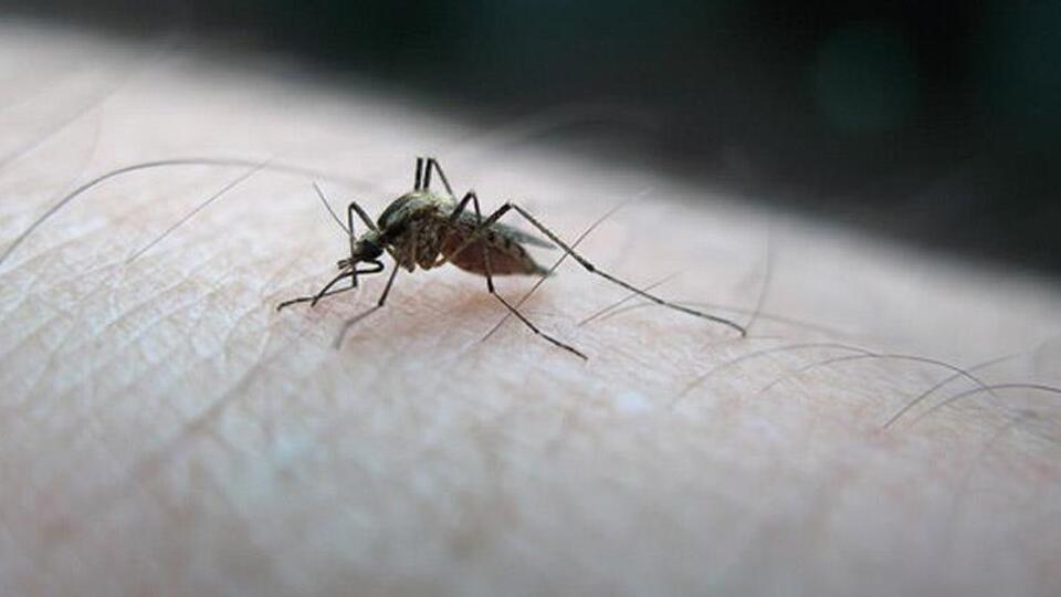 Kolombiya'da 3 binden fazla hamile Zika virüslü