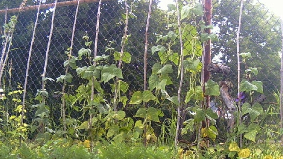 "Fasulye sırığı da silahtır"