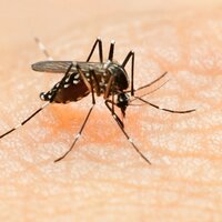 Dünya Sağlık Örgütü'nden çarpıcı 'Zika' açıklaması!