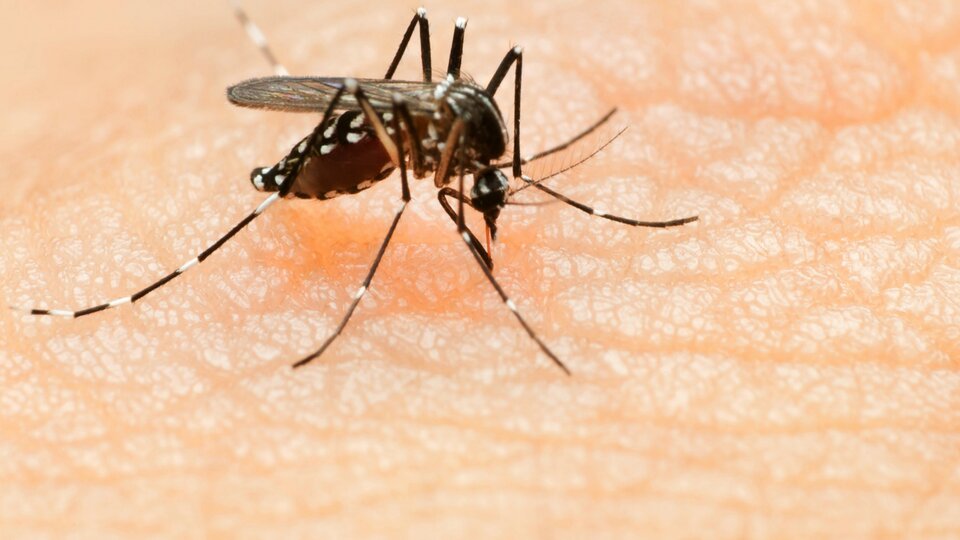 Dünya Sağlık Örgütü'nden çarpıcı 'Zika' açıklaması!