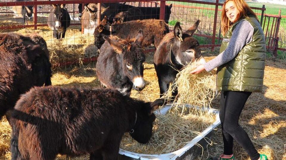 Eşek karaborsaya düştü!